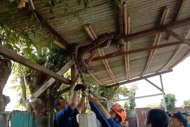 Petugas BPBD Kota Tangerang melakukan evakuasi hewan liar jenis ular dari permukiman warga. ANTARA/HO-BPBD Kota Tangerang
