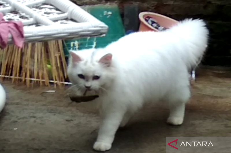Kucing peliharaan menjadi sasaran program vaksinasi rabies dan sterilisasi. (ANTARA/Akhmad Nazaruddin Lathif)