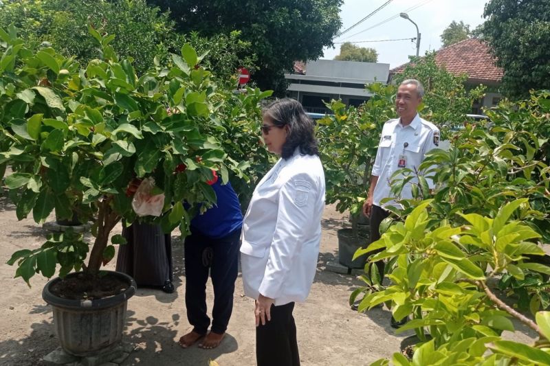 Pj Wali Kota Kediri Zanariah melihat langsung tanaman di kebun DKPP Kota Kediri, Jawa Timur, Rabu (9/10/2024). ANTARA/ HO-Pemkot Kediri (pemkot kediri)