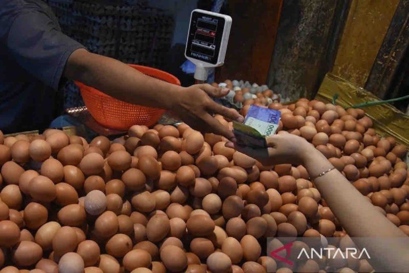 Ilustrasi, Babel memastikan stok telur ayam cukup untuk memenuhi kebutuhan masyarakat (ANTARA/HO-ANTARA)