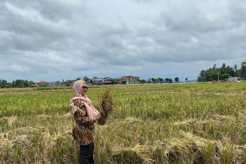 Kepala Bidang Tanaman Pangan Hortikultura dan Perkebunan, DPPP Kota Pariaman Marlina Sepa sedang memperhatikan tanaman padi di persawahan di Pariaman. ANTARA/HO-DPPP Pariaman