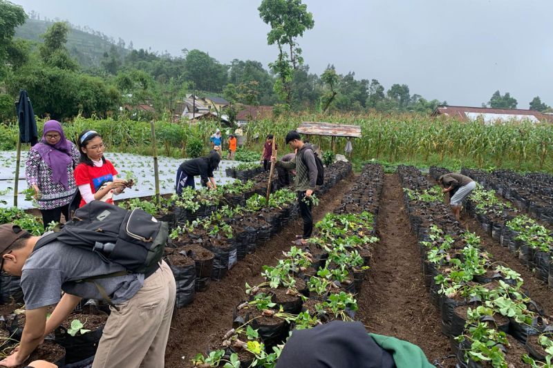 Arsip foto - Tim dosen Agroteknologi Unsoed Purwokerto bersama Kelompok Tani Sida Urip mempraktikkan penggunaan pupuk dan pestisida organik untuk budi daya stroberi pada lahan demplot di Desa Serang, Kecamatan Karangreja, Kabupaten Purbalingga, Jawa Tengah. ANTARA/HO-Unsoed