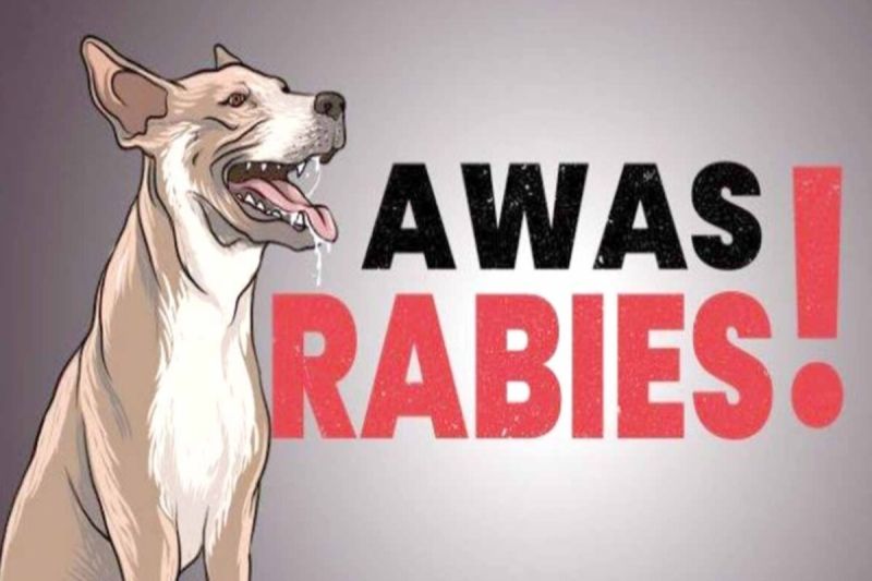 Ilustrasi- Hewan penular rabies (ANTARA/HO/Internet)