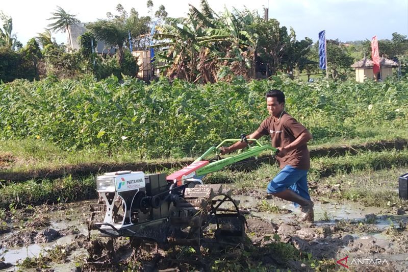 Petani membajak sawah menggunakan traktor bertenaga listrik di Munduk Uma Palak Lestari Subak Sembung, Kelurahan Peguyangan, Kota Denpasar, Bali, Minggu (25/8/2024) ANTARA/Dewa Ketut Sudiarta Wiguna