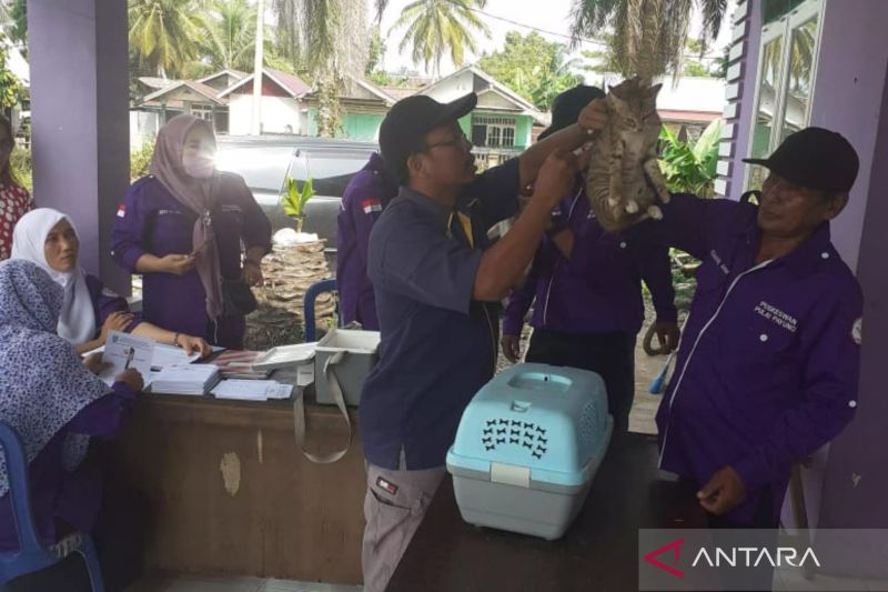 Petugas Peternakan Pemerintah Kabupaten Mukomuko memberikan vaksin cegah rabies pada kucing, Senin (14/10/2024) ANTARA/Ferri.