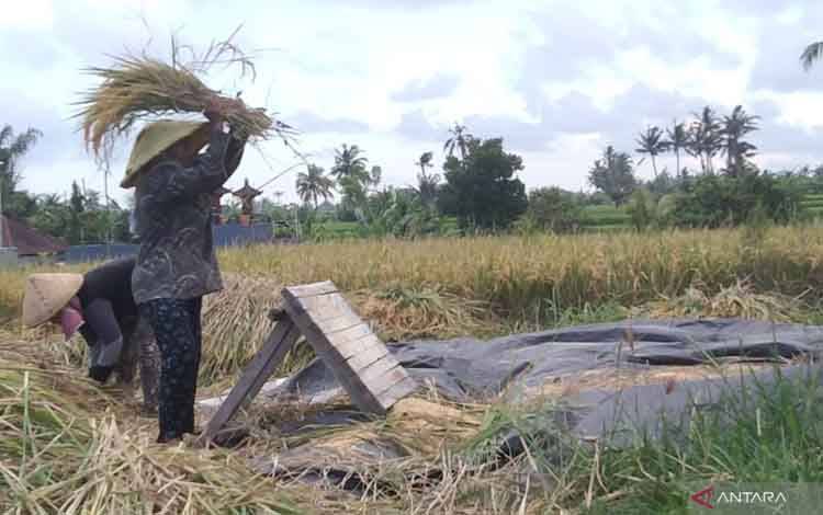Arsip foto - Petani merontokkan padi menggunakan cara manual setelah panen di salah satu lahan pertanian di Kecamatan Sukawati, Kabupaten Gianyar, Bali, Sabtu (15/10/2024). ANTARA/Dewa Ketut Sudiarta Wiguna