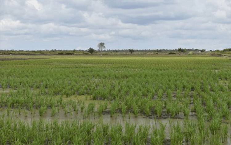 Kepala Dinas Tanaman Pangan, Hortikultura dan Peternakan Kalimantan Tengah (Kalteng), Hj. Sunarti, menyampaikan bahwa program cetak sawah 2025?merupakan bagian dari upaya memperkuat ketahanan pangan nasional, karenb?provensi ini menjadi salah satu wilayah prioritas dalam program tersebut.