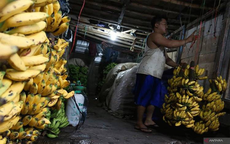 Ilustrasi - Pedagang menata buah pisang dagangannya di Palmerah, Jakarta, Jumat (15/11/2024). ANTARA FOTO/Alif Bintang/sgd/nym