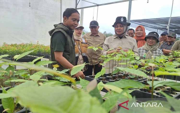 Menteri Kehutanan Raja Juli Antoni saat meninjau Persemaian Modern (Nursery Center) Mentawir di Kelurahan Mentawir Kecamatan Sepaku, Kabupaten Penajam Paser Utara, Proviisi Kalimantan Timur, Minggu (1/12/2024) (ANTARA/Muhammad Solih Januar)
