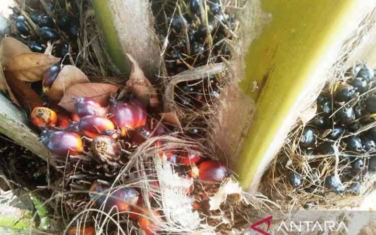 TBS kelapa sawit di Kabupaten Penajam Paser Utara (PPU), Kaltim, yang belum dipanen. (ANTARA/ M Ghofar)