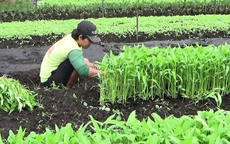 Petani sayur di Kecamatan Mentawa Baru Ketapang sedang memanen kangkung, Sabtu, 28 Desember 2024. (FOTO: DEWIP)