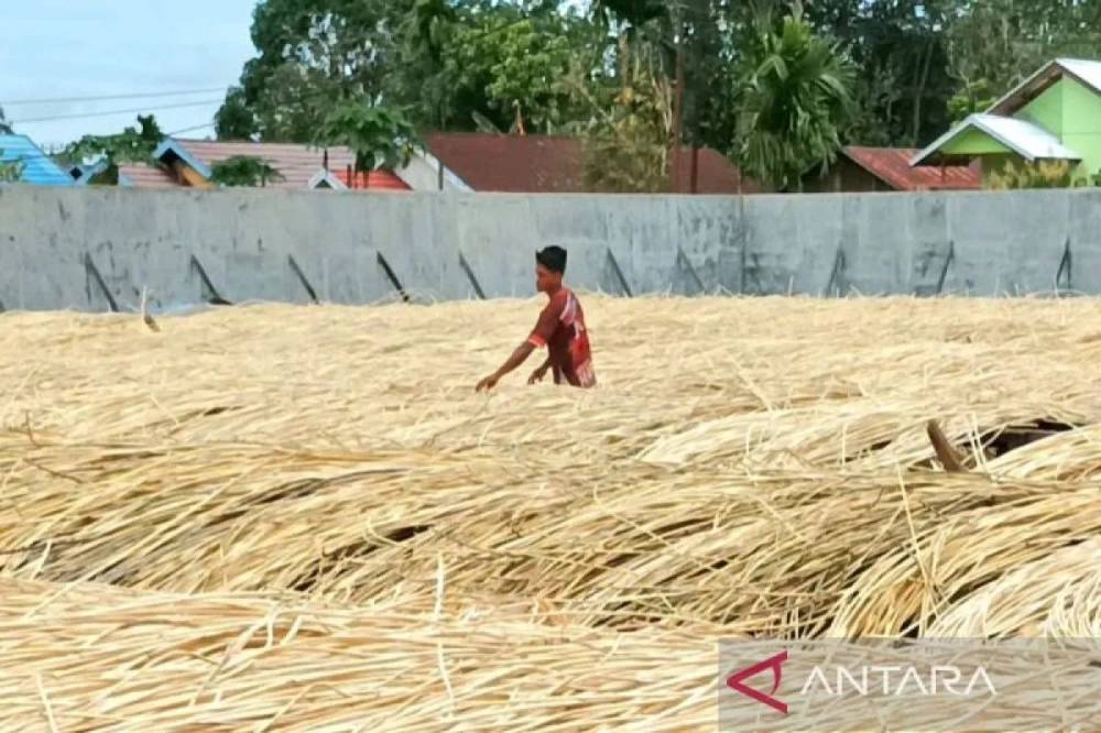 Seorang pekerja merapikan rotan yang sedang dijemur di salah satu gudang rotan di Kelurahan Kota Besi Hilir Kecamatan Kota Besi, Sabtu (25/1/2025). ANTARA/Norjani