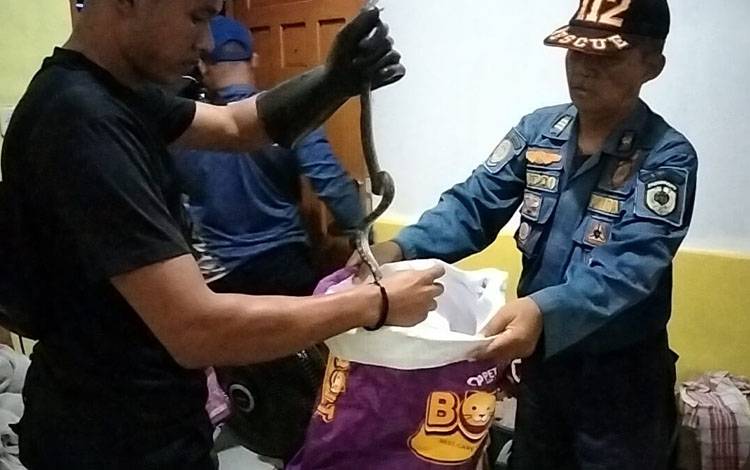 Koordinator Call Center 112 Palangka Raya Sucipto saat mengevakuasi ular dari kos Putri (Foto : Call Center 112 Palangka Raya)