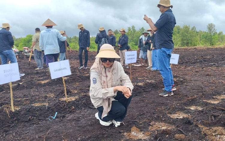 Lurah Kalampangan Yunita Martina saat mengikuti kegiatan penanaman serentak 100 juta hektar jagung di Kelurahan Kalampangan (Foto : IST)