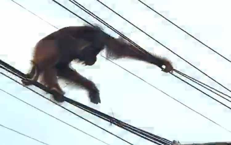 Orangutan saat berjalan di kabel di Jalan Tjilik Riwut Kilometer 9 Palangka Raya (Foto : IST)
