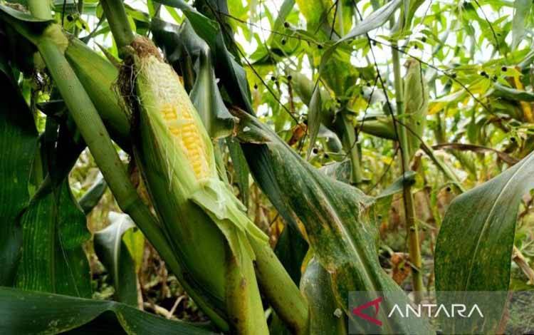 Arsip - Kebun jagung di wilayah Kota Sampit. (ANTARA/Devita Maulina)