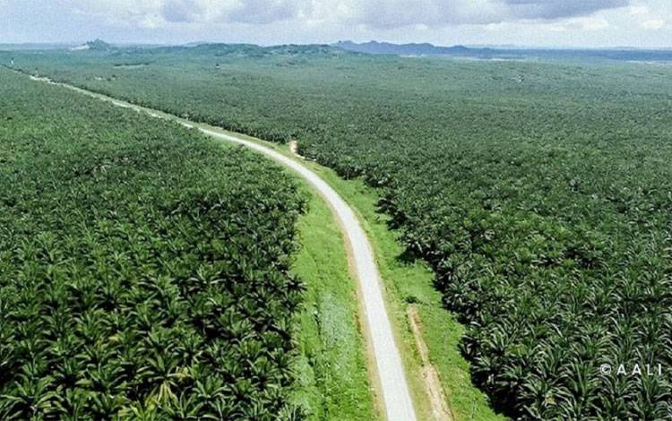 Ilustrasi perkebunan sawit di Indonesia. (FOTO: Istimewa)