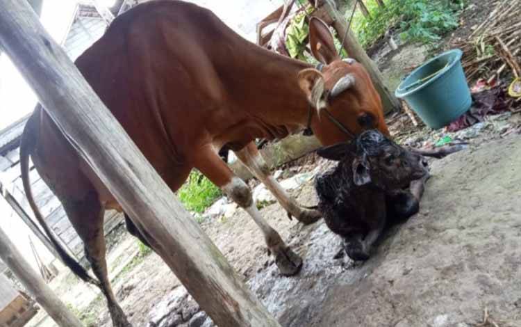 Sapi Bali milik Mariyadi, peternak asal Desa Marga Mulya, Kecamatan Pangkalan Banteng, melahirkan pedet Wagyu betina pada Selasa, 18 Februari 2025