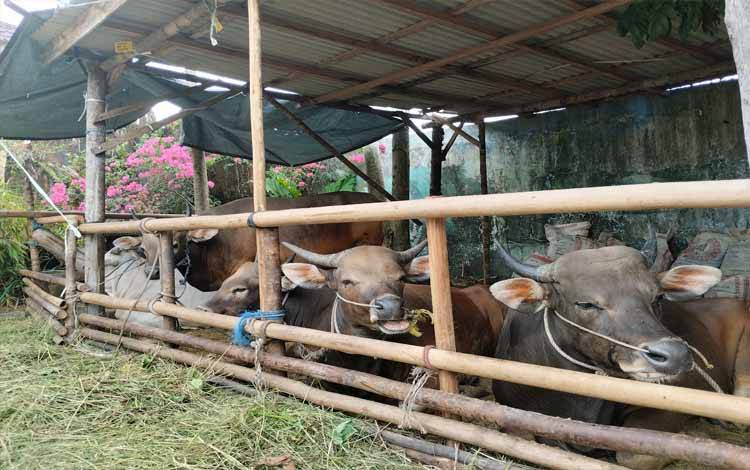 Peternakan sapi milik pengusaha di Kota Palangka Raya. (FOTO: TESTI PRISCILLA)