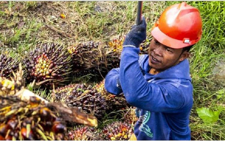 Pekerja di perkebunan kelapa sawit mengangkut tandan buah segar atau TBS. (FOTO: Istimewa)