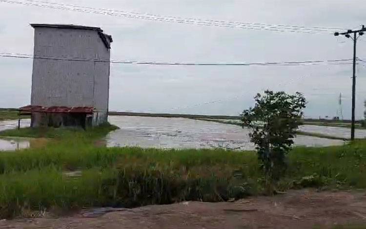 Gambaran sawah di Lampuyang, Kecamatan Teluk Sampit. (FOTO ; DEVI)