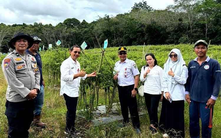 Kadis Ketahanan Pangan dan Perikanan Barito Utara, H Siswandoyo besama Plt Kadis Pertanian, Hery Jhon Setiawan bersama para petani cabe di wilayah Desa Batu Raya I, Kecamatan Gunung Timang. (Foto: Dhani)