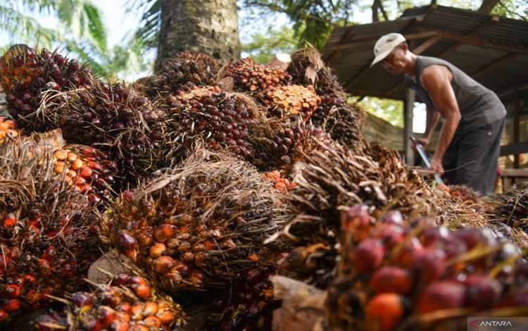 Ilustrasi - Pekerja mengangkut tandan buah kelapa sawit di kawasan PT Perkebunan Nusantara IV, Deli Serdang, Sumatera Utara, Kamis (24/10/2024). Menteri Pertanian Andi Amran Sulaiman menyampaikan ketersediaan minyak sawit mentah atau crude palm oil (CPO) masih sangat mencukupi untuk bahan baku biodiesel 50 persen (B50) dengan tingkat produksi CPO di Indonesia pada tahun 2024 sekitar 46 juta ton, sedangkan yang dibutuhkan untuk pembuatan B50 hanya 5,3 juta ton. ANTARA FOTO/Fransisco Carolio/tom