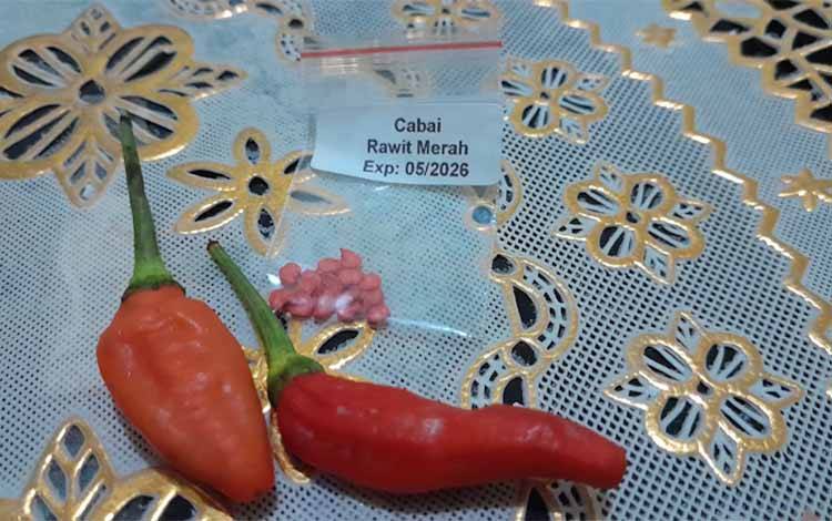 Ilustrasi cabai dan bibit atau biji cabai. (Foto: MARINI)