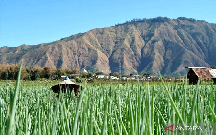Seorang buruh tani mengenakan topi caping saat membersihkan gulma tanaman daun bawang yang tumbuh pada kawasan pertanian kaki Gunung Rinjani di Sembalun, Lombok Timur, Nusa Tenggara Barat, Rabu (4/9/2024). ANTARA/Sugiharto Purnama