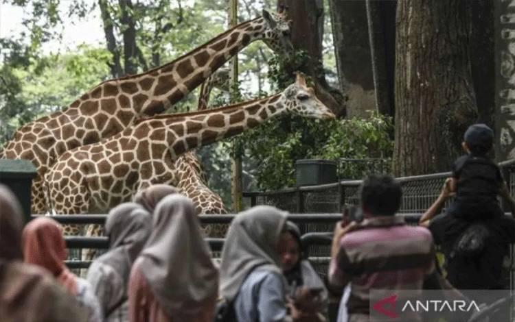 Arsip foto - Pengunjung di Taman Margasatwa Ragunan, Jakarta, Selasa (18/6/2024). ANTARA FOTO/Hafidz Mubarak A/nym.