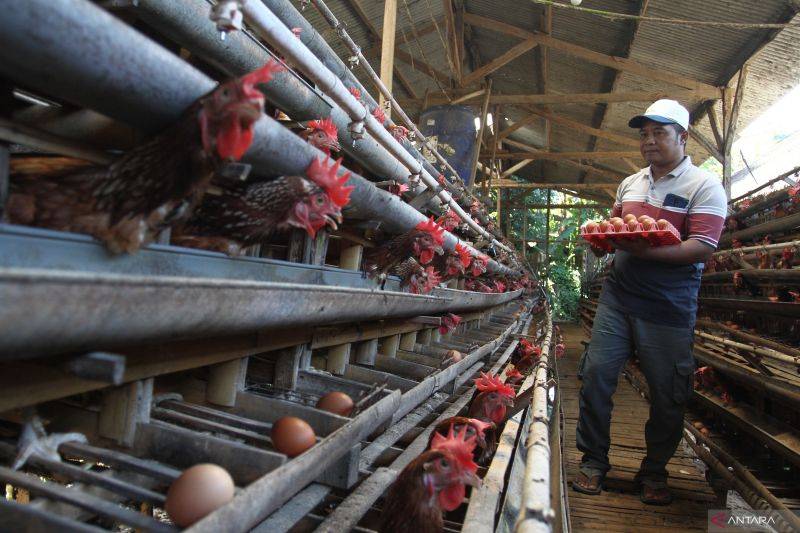 Peternak memanen telur ayam ras di peternakan ayam petelur di Wonokoyo, Malang, Jawa Timur, Kamis (13/3/2025). ANTARA FOTO/Ari Bowo Sucipto/YU