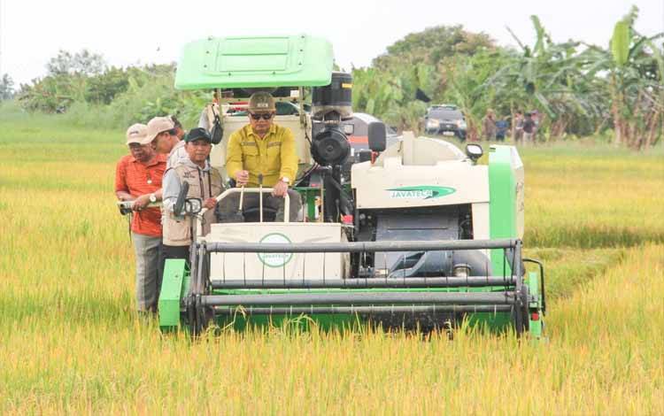 Bupati Seruyan Ahmad Selanorwanda dengan menggunakan Combine harvester melakukan panen padi di Desa Persil Raya (Foto : Ist)