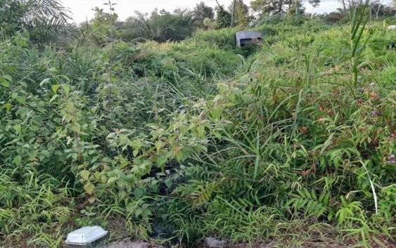 Saluran drainase Jalan G.Obos XXIV Palangka Raya ditutupi rumput liar (Foto:MARINI)
