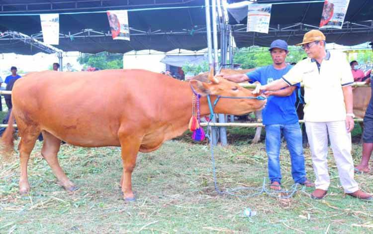 Salah satu sapi peserta kontes di Kabupaten Dompu, Provinsi Nusa Tenggara Barat, Selasa (30/04/2024). ANTARA/HO-Humas Pemkab Dompu