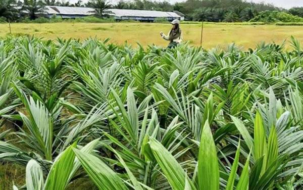 Arsip - Sertifikasi benih kelapa sawit di Desa Mantaren II Kabupaten Pulang Pisau (24/4/2025). (ANTARA/HO-Disbun Kalteng)