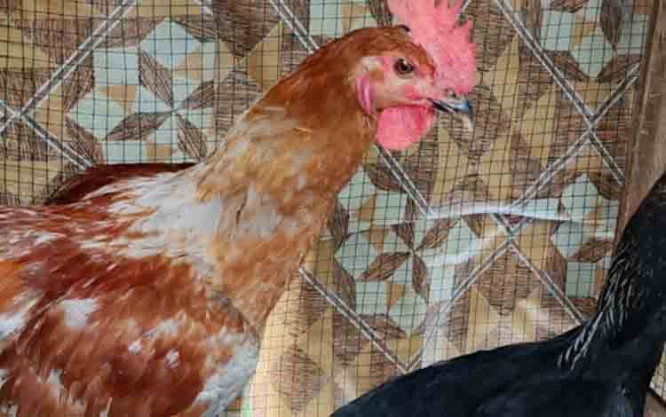 Ayam. (FOTO: MARINI)