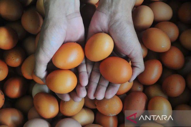 Arsip foto - Peternak menunjukkan telur ayam ras di Desa Gribig, Gebog, Kudus, Jawa Tengah, Selasa (5/3/2024). ANTARA FOTO/Yusuf Nugroho/Spt/pri.