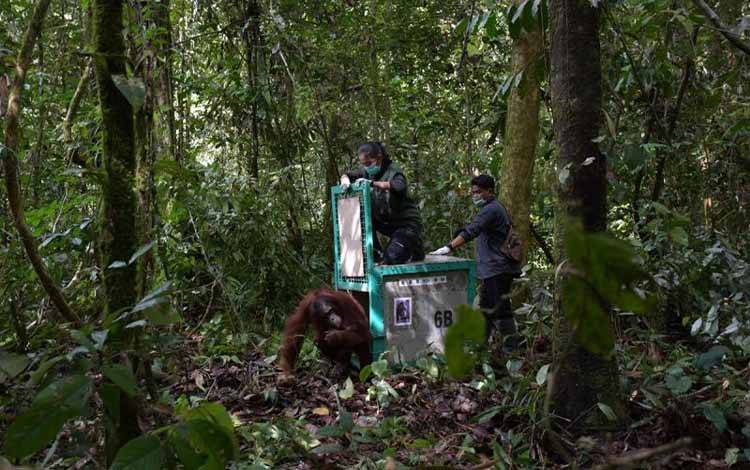 Pelapasliaran orangutan di Taman Nasional Bukit Baka Bukit Raya Kalimantan Tengah. ANTARA/HO-HUMAS BOS Nyaru Menteng.
