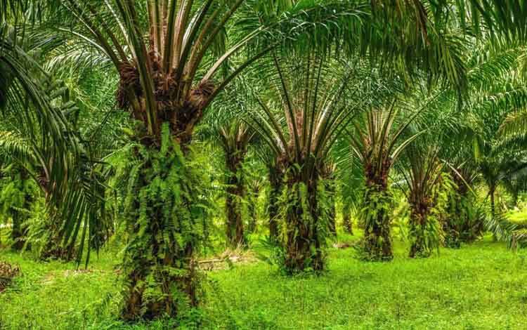 Ilustrasi pepohonan kelapa sawit yang tumbuh di kawasan perkebunan. ANTARA/HO-BRIN