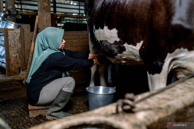Pentingnya mewujudkan ekosistem pangan berkeadilan termasuk untuk rantai pasok susu. (ANTARA/HO-Sarihusada)