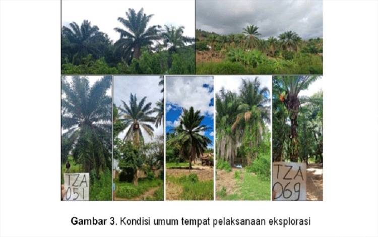 Kondisi umum tempat pelaksanaan eksplorasi.(FOTO: Dokumen BPDP)