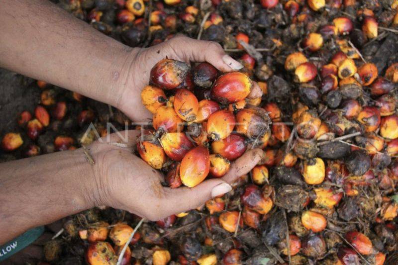Arsip - Pekerja memeriksa kualitas buah sawit. (ANTARA/Aswaddy Hamid/rwa.)