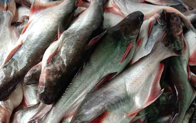 Ikan patin. (FOTO: MARINI)