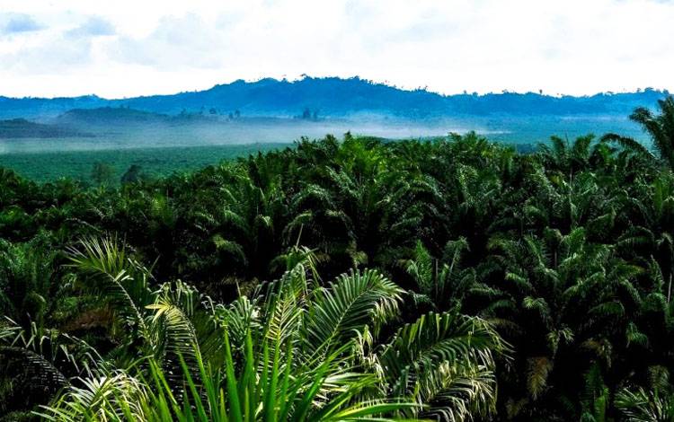 Ilustrasi perkebunan kelapa sawit di Indonesia. Kelapa sawit masuk ke Indonesia pada 1848. Dr. D. T. Pryce menanam empat bibit kelapa sawit di Kebun Raya Bogor sebagai koleksi tumbuhan.(FOTO: Istimewa)