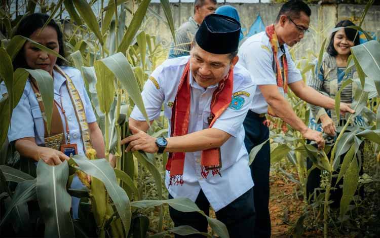 Kadis Dikbud Lamandau, Kohar saat? Panen Jagung Bersama di SMPN 4 Bulik, kamis, 21 Agustus 2025