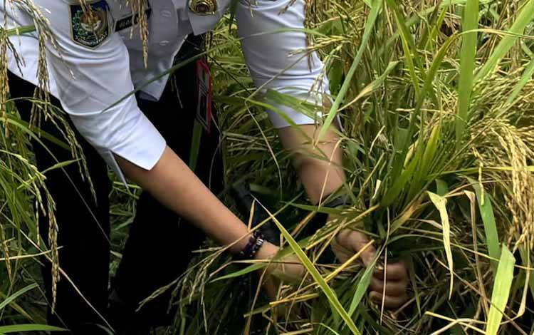 Ilustrasi panen padi (Foto:Media Center Palangka Raya untuk Borneonews)