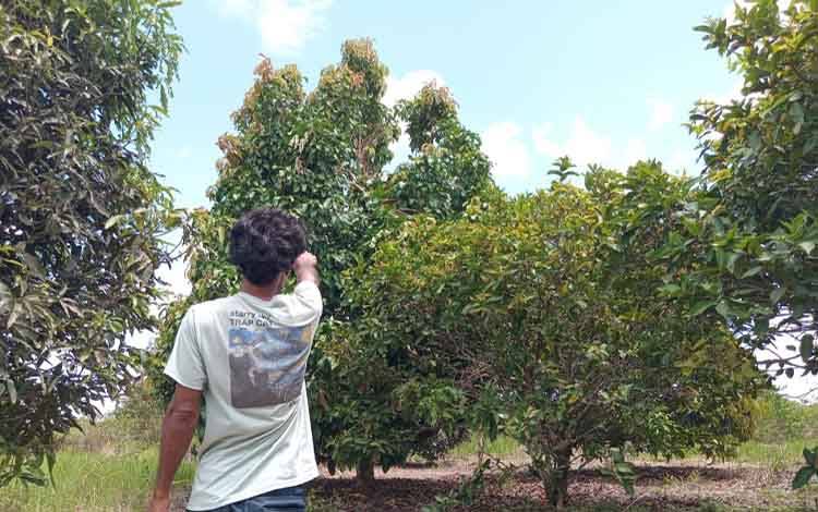 Warga menunjukkan lokasi kemunculan orangutan. (FOTO: BKSDA Resort Sampit)