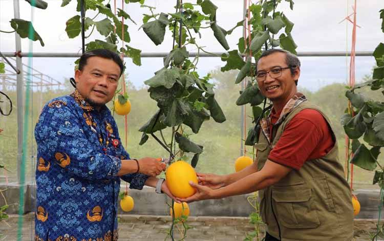 Kadis TPHP Kalteng, Rendy Lesmana saat panen buah melon varietas Meldo UPNVY2. (FOTO:DINAS TPHP KALTENG)