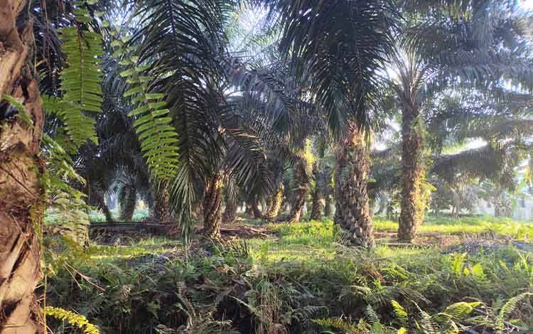 Ilustrasi kebun kelapa sawit menjadi salah satu mata pencaharian masyarakat, termasuk di Kalimantan Tengah. (FOTO: TESTI PRISCILLA)