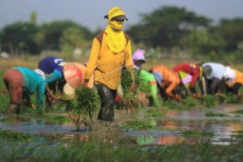 Ilustrasi - Buruh tani menanam padi di area sawah desa Majakerta, Balongan, Indramayu, Jawa Barat, Selasa (21/5/2019). ANTARA FOTO/Dedhez Anggara/ama